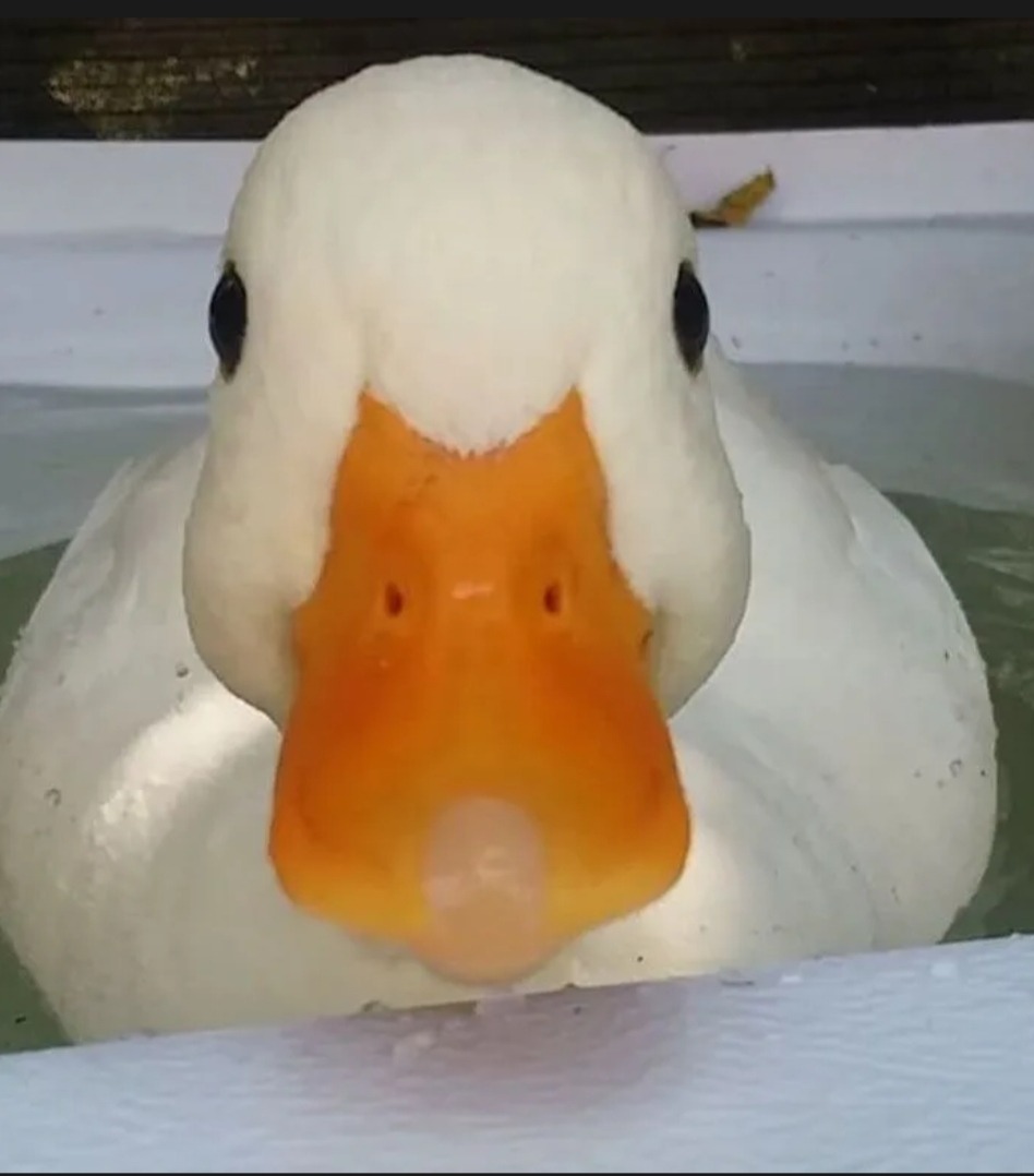 Archibald - Villy - Yonne | Annonce Sex