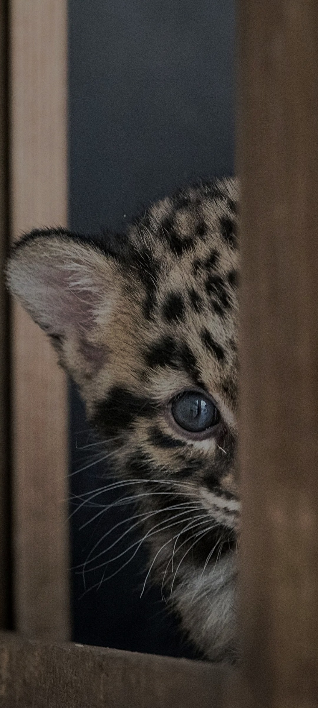 Melik - Chenay - Marne | Annonce Sex